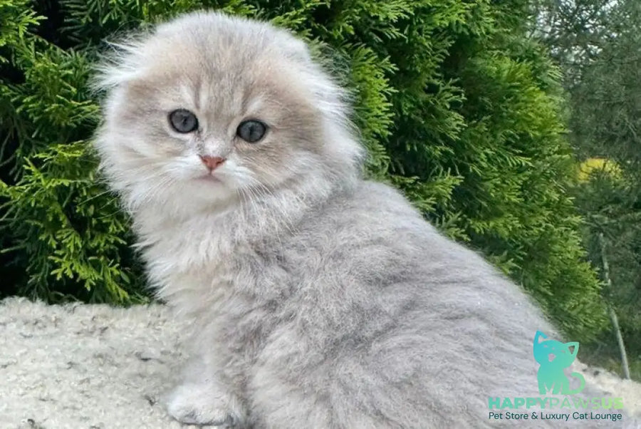 Gina Scottish Fold female blue golden shaded - live animals