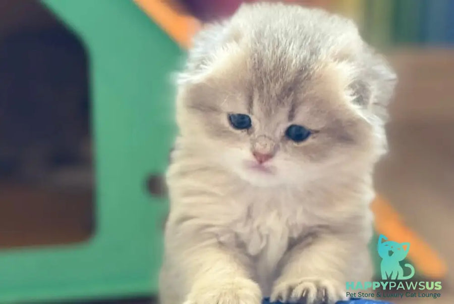 Gina Scottish Fold female blue golden shaded - live animals