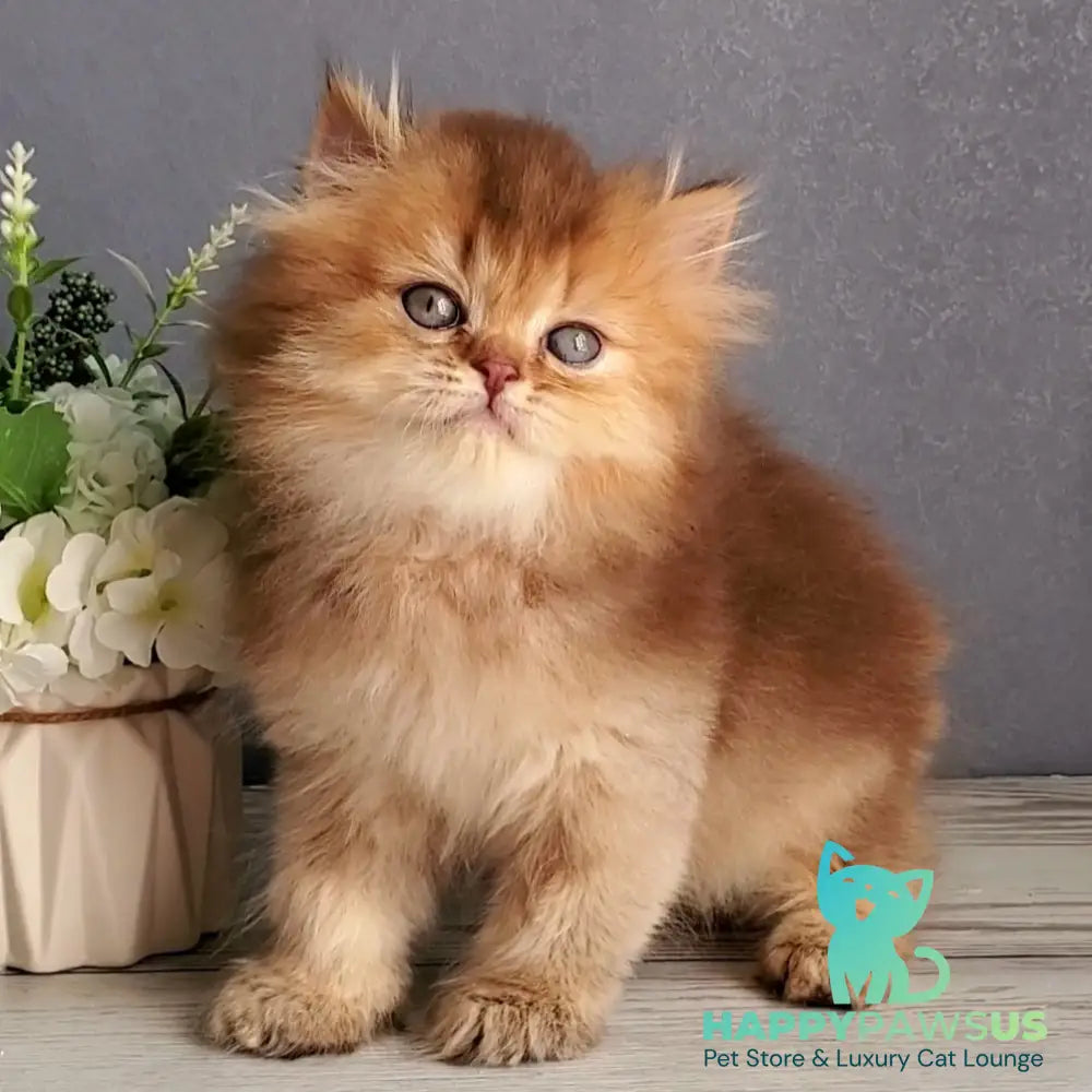 Ginger British Longhair male chocolate golden ticked tabby - live animals