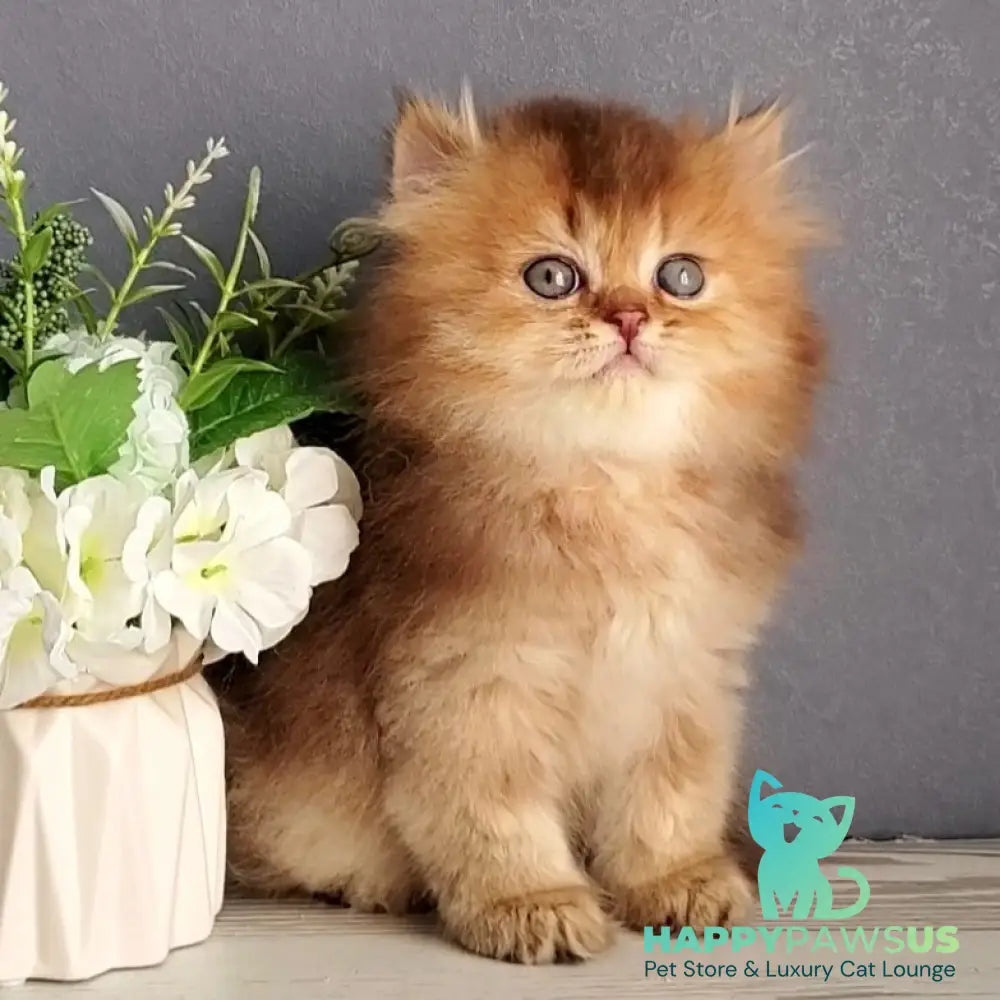 Ginger British Longhair male chocolate golden ticked tabby - live animals