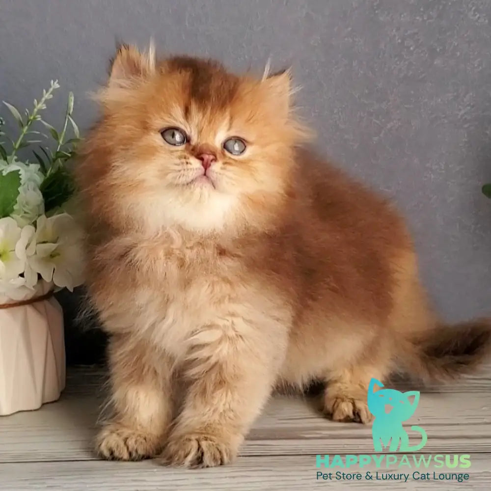 Ginger British Longhair male chocolate golden ticked tabby - live animals