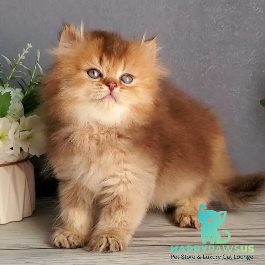 Ginger British Longhair male chocolate golden ticked tabby - live animals