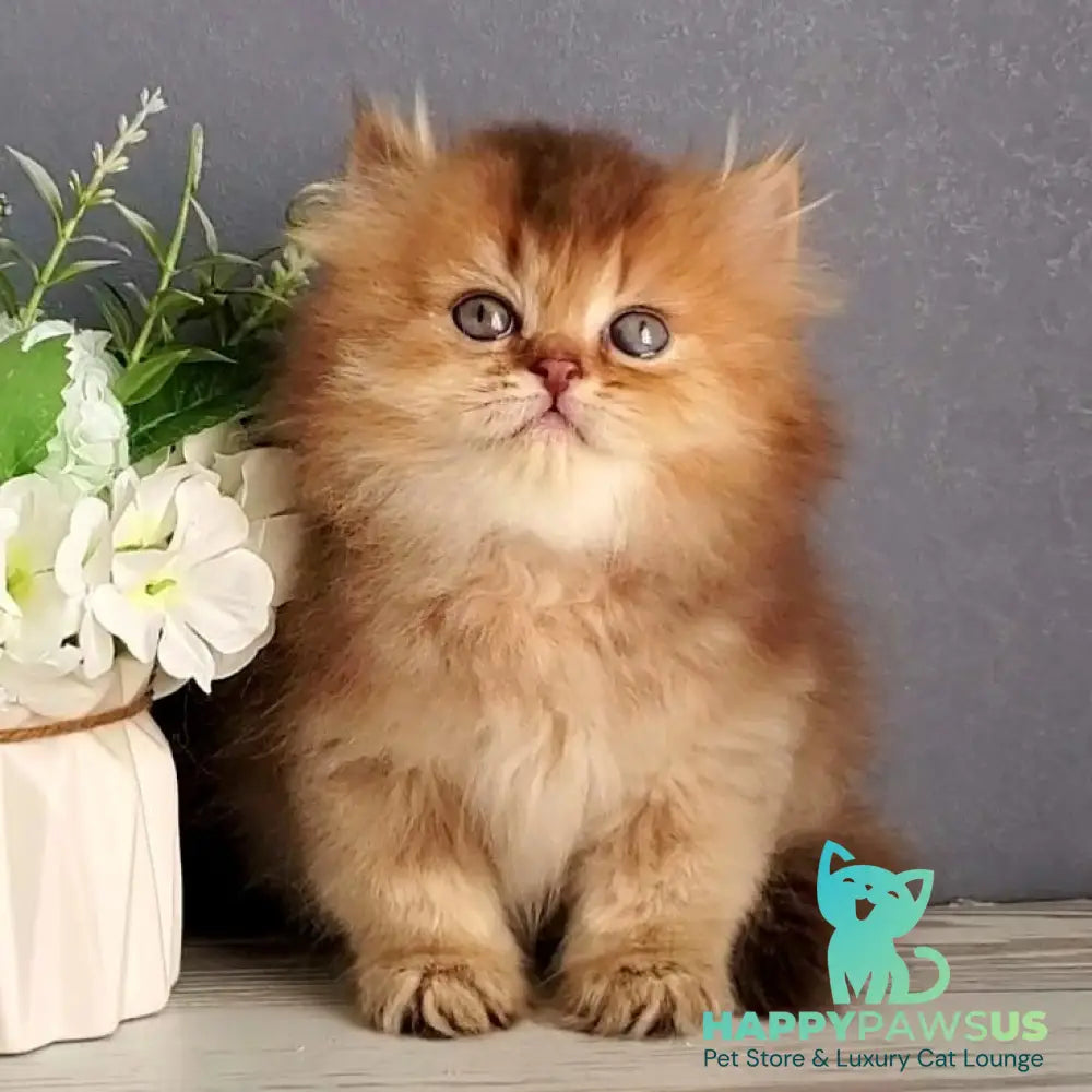 Ginger British Longhair male chocolate golden ticked tabby - live animals