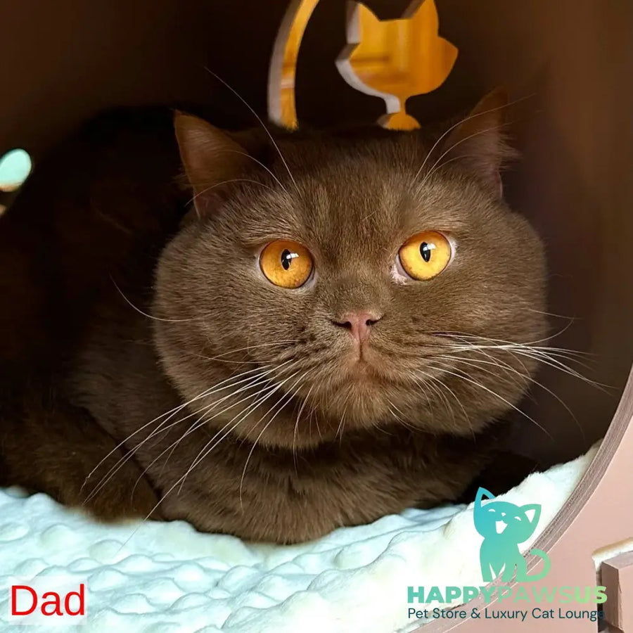 Ginger British Longhair male chocolate golden ticked tabby - live animals