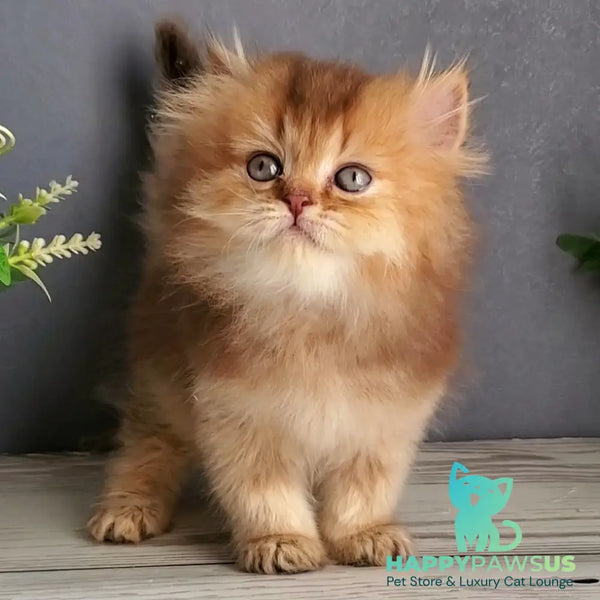 Ginger British Longhair male chocolate golden ticked tabby - live animals
