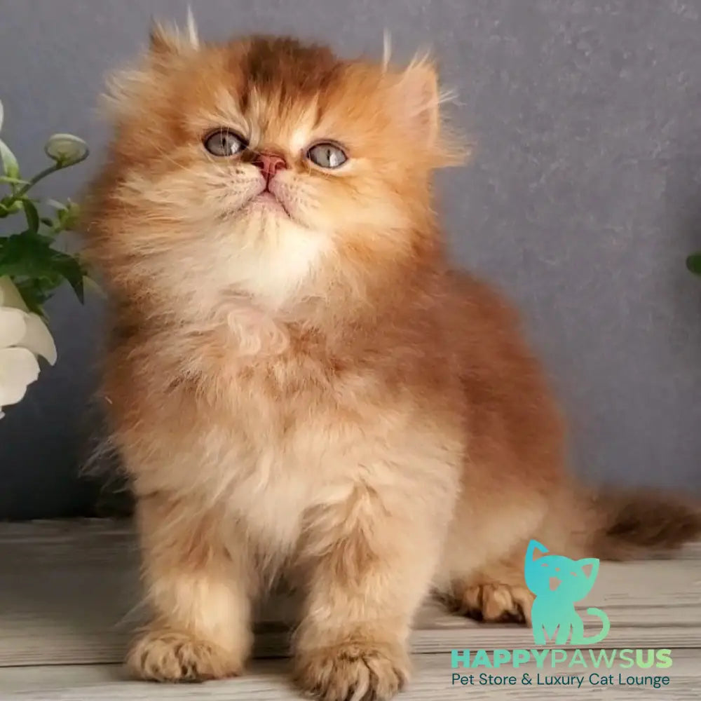 Ginger British Longhair male chocolate golden ticked tabby - live animals
