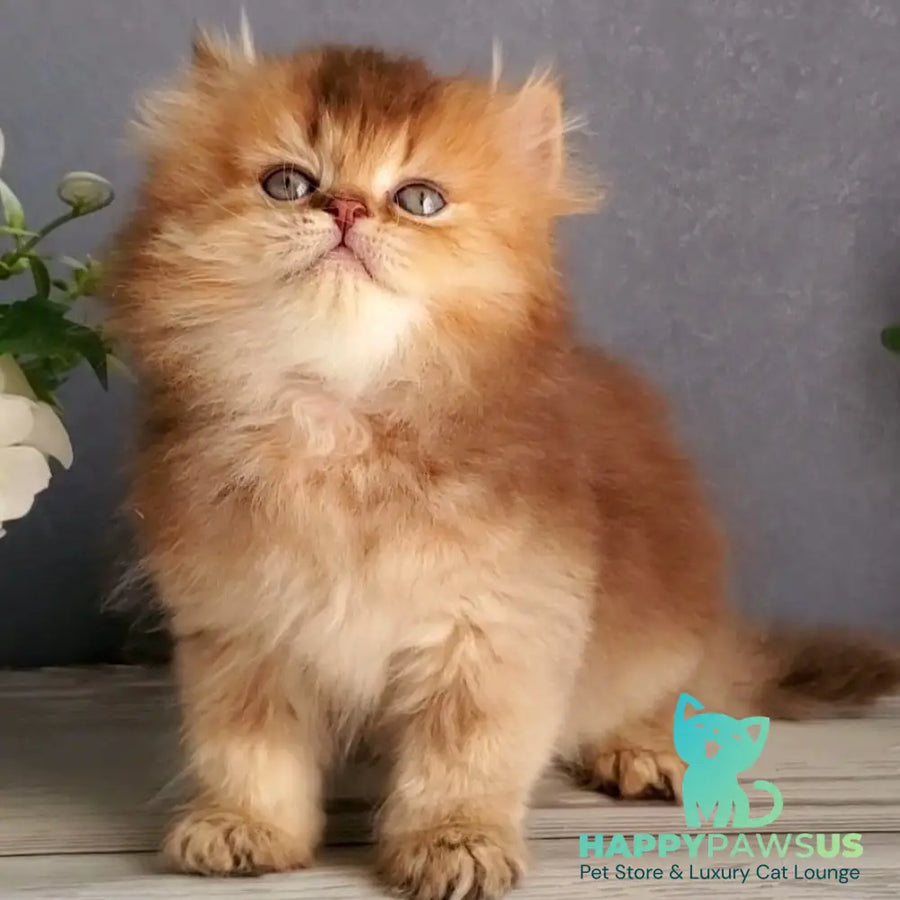 Ginger British Longhair male chocolate golden ticked tabby - live animals