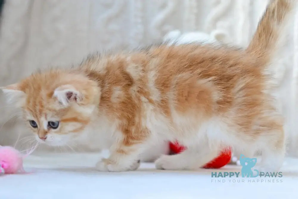 Ginger British Shorthair female black golden tabby live animals