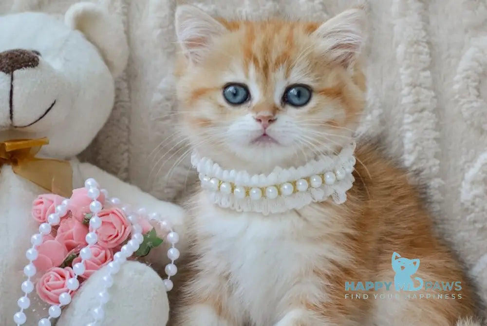 Ginger British Shorthair female black golden tabby live animals