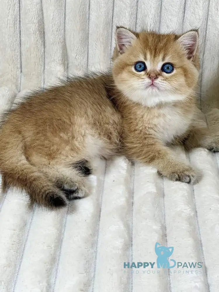 Ginger British Shorthair female black golden ticked tabby live animals