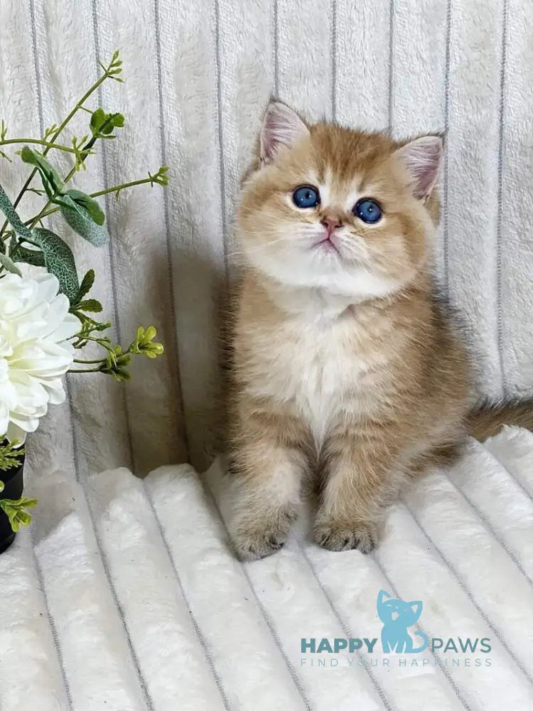Ginger British Shorthair female black golden ticked tabby live animals