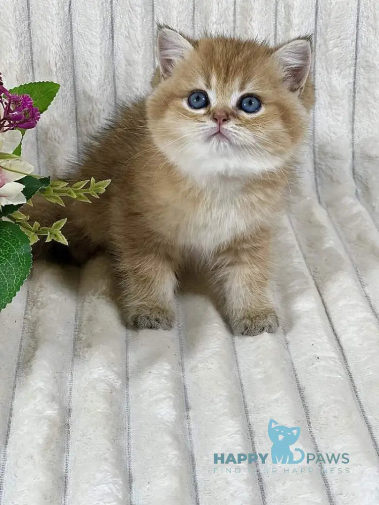 Ginger British Shorthair female black golden ticked tabby live animals