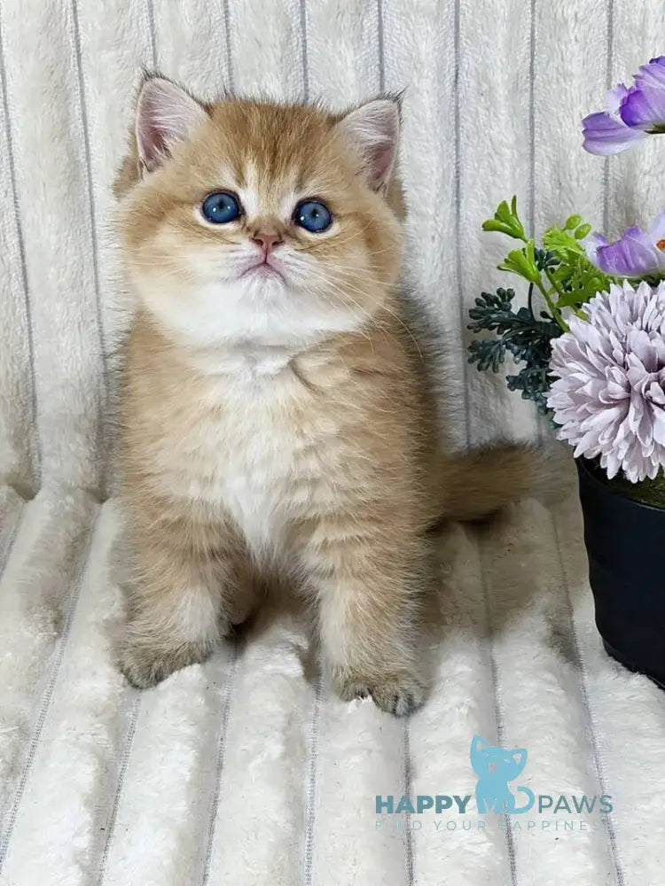 Ginger British Shorthair female black golden ticked tabby live animals