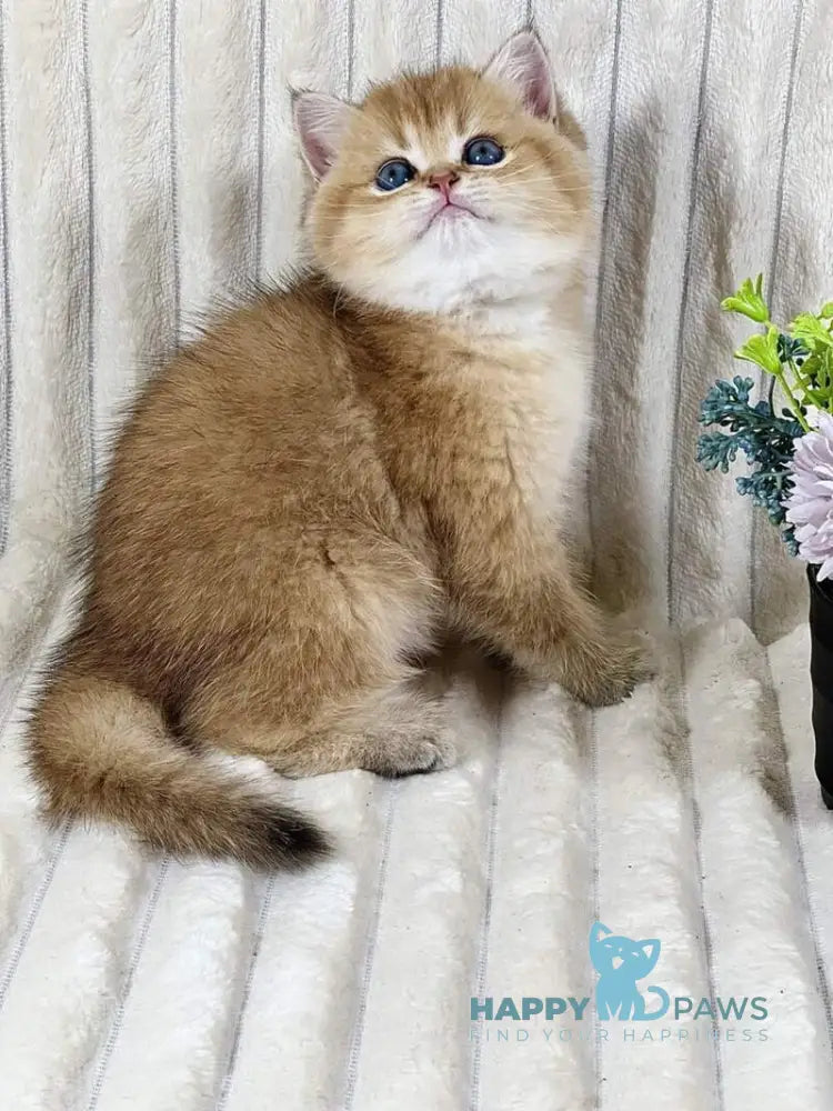 Ginger British Shorthair female black golden ticked tabby live animals