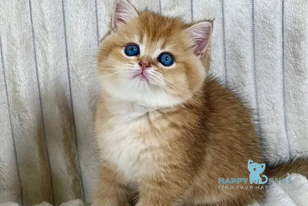 Ginger British Shorthair female black golden ticked tabby live animals