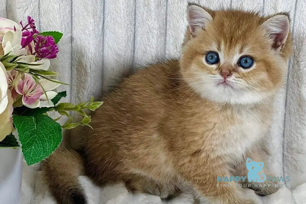 Ginger British Shorthair female black golden ticked tabby live animals