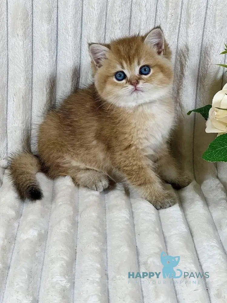 Ginger British Shorthair female black golden ticked tabby live animals