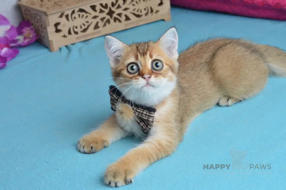 Ginger British Shorthair male black golden shaded live animals