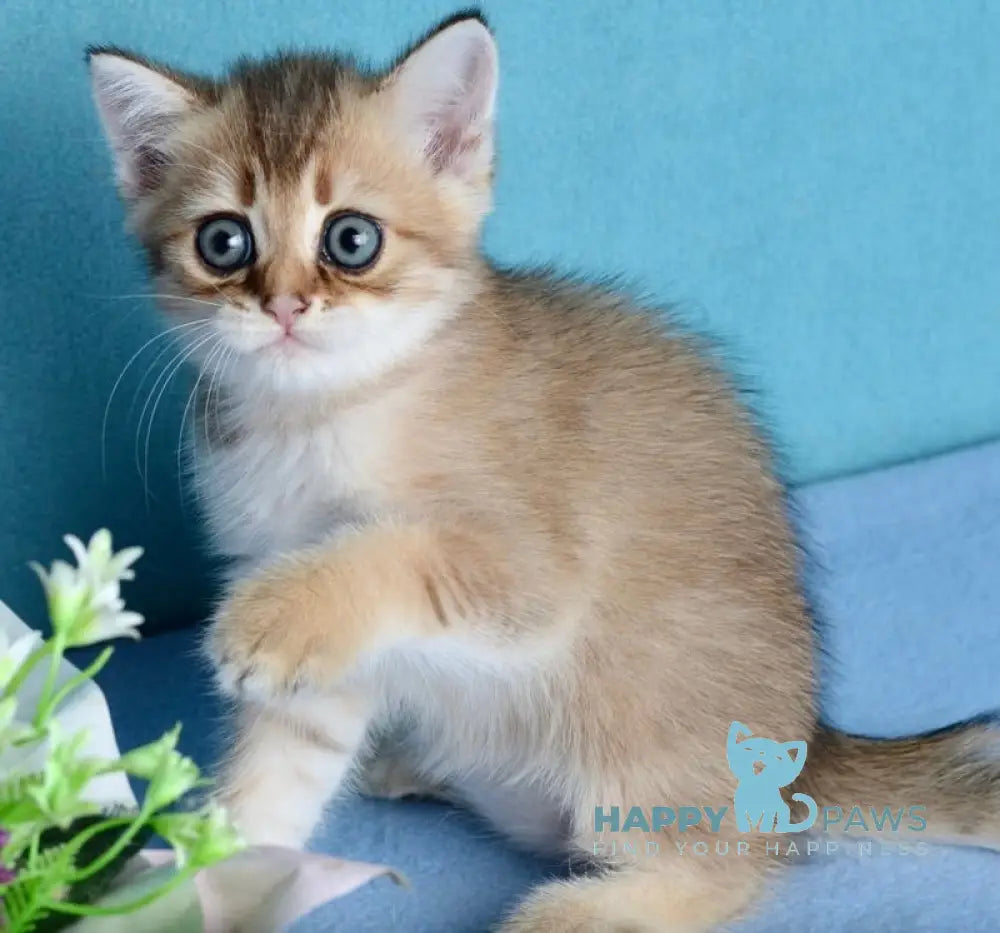 Ginger British Shorthair female black golden shaded live animals