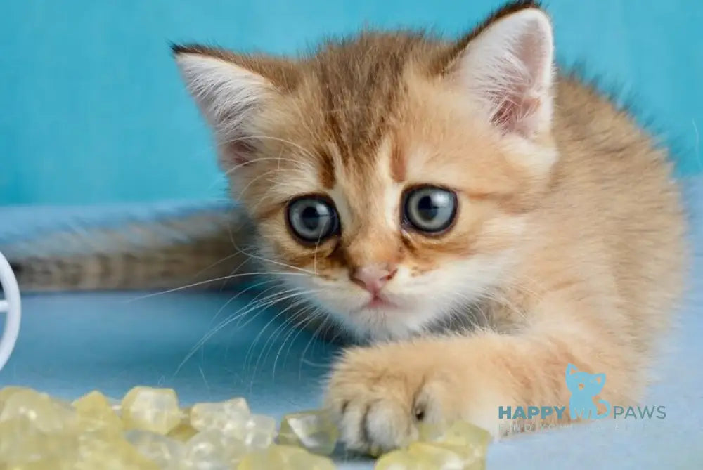 Ginger British Shorthair female black golden shaded live animals