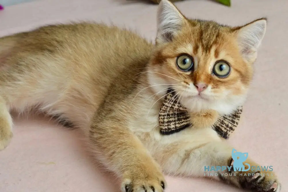 Ginger British Shorthair male black golden shaded live animals