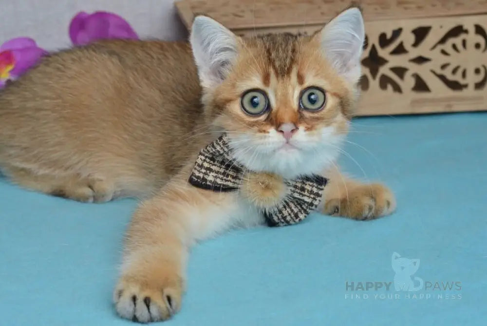 Ginger British Shorthair male black golden shaded live animals
