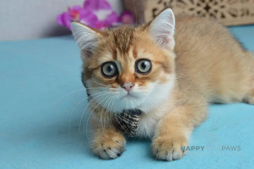Ginger British Shorthair male black golden shaded live animals