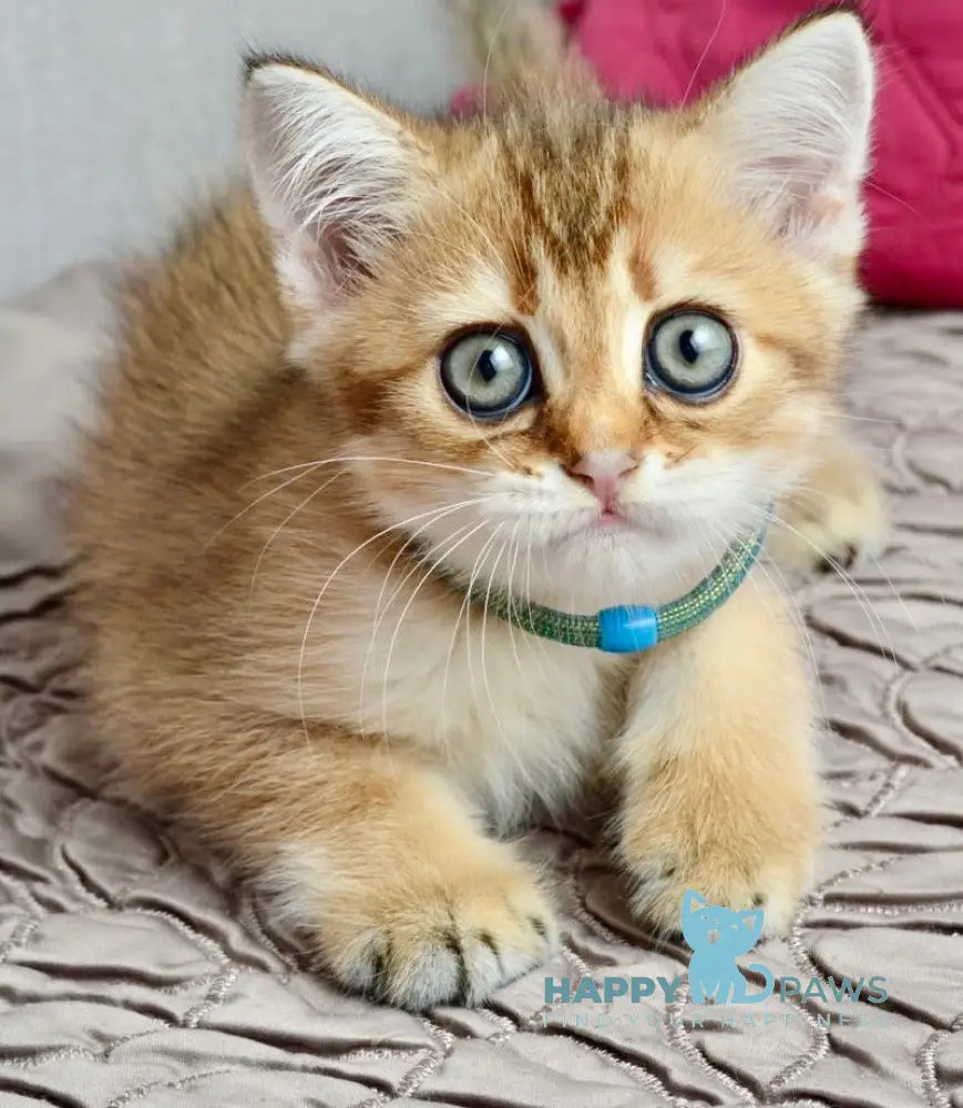Ginger British Shorthair male black golden shaded live animals