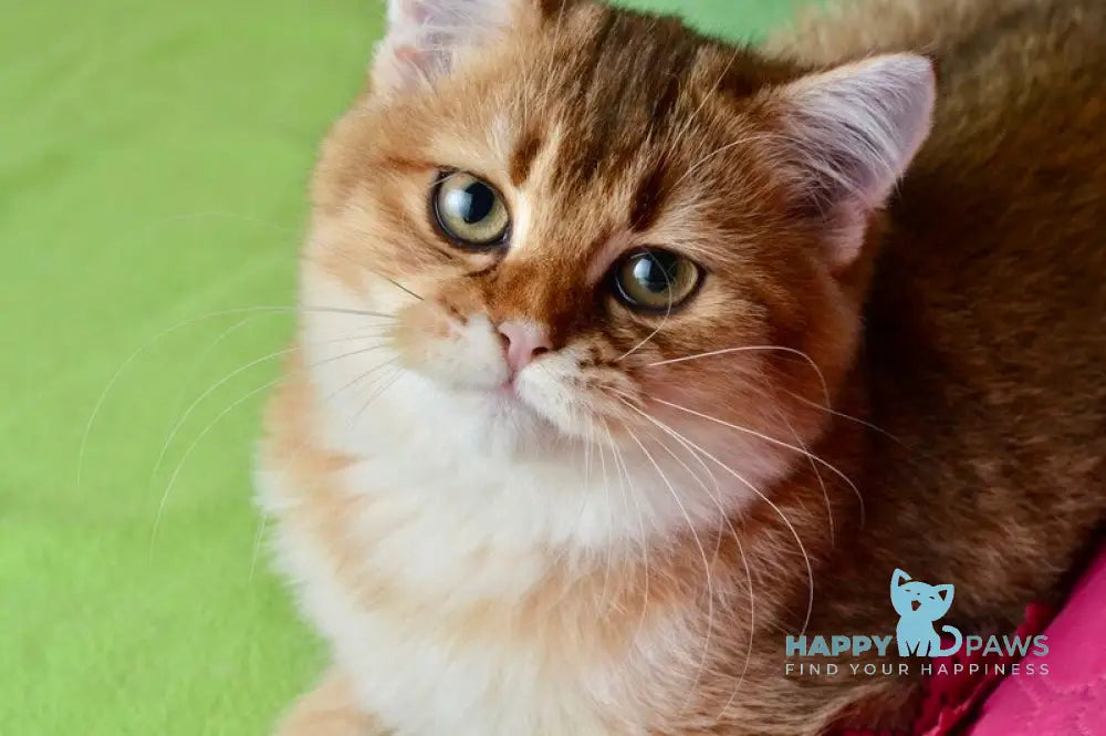 Ginger British Shorthair male black golden shaded live animals