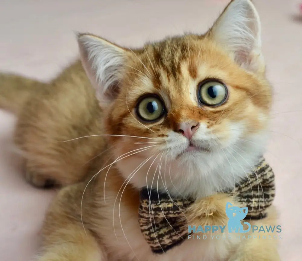 Ginger British Shorthair male black golden shaded live animals