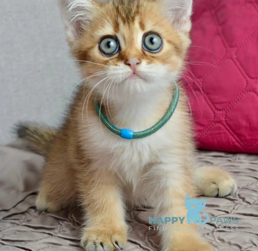 Ginger British Shorthair male black golden shaded live animals