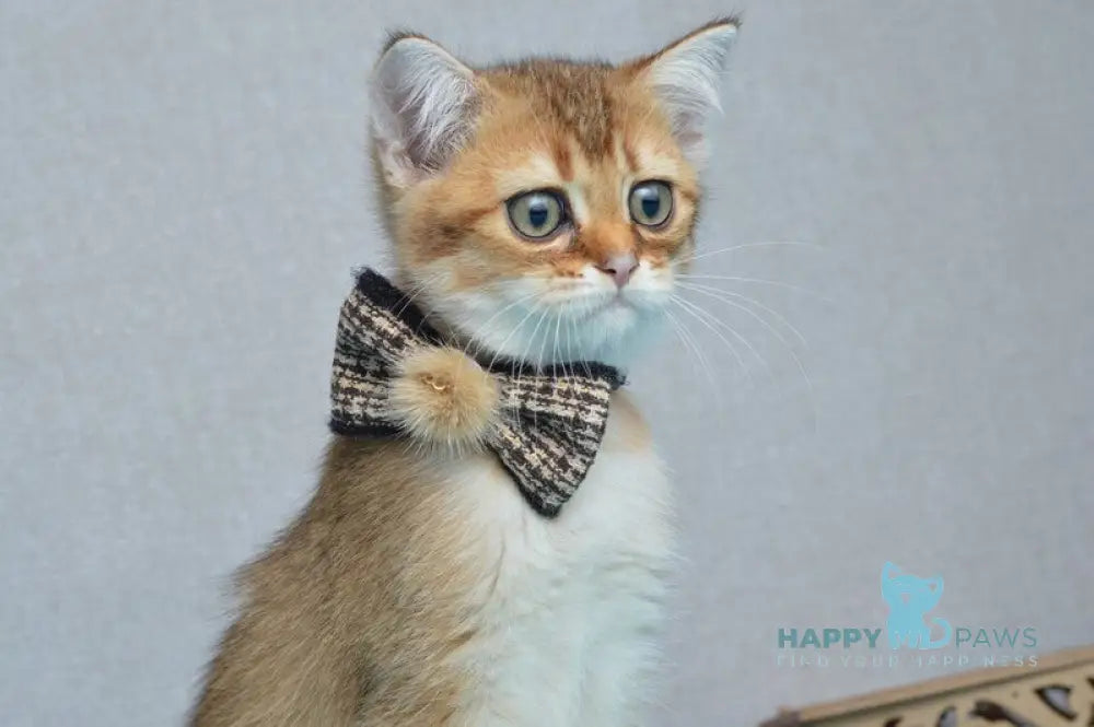 Ginger British Shorthair male black golden shaded live animals