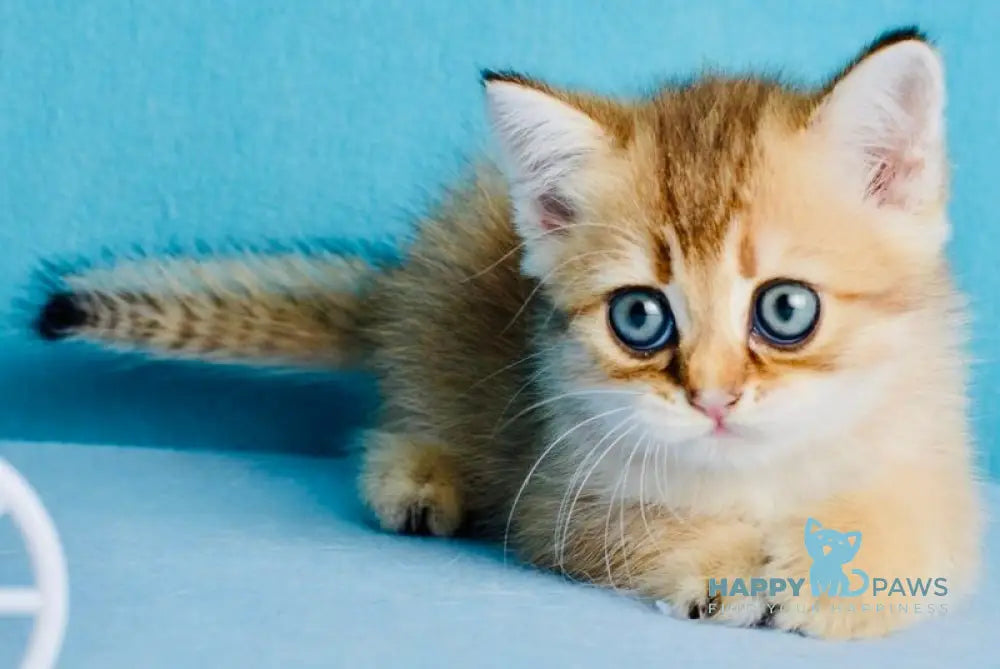Ginger British Shorthair female black golden shaded live animals