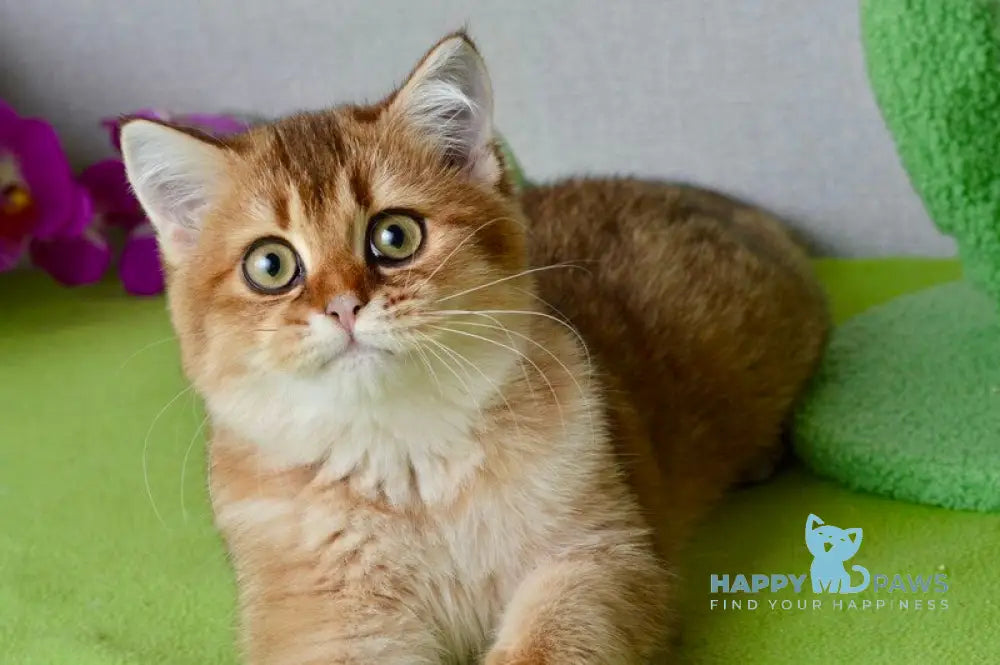 Ginger British Shorthair male black golden shaded live animals