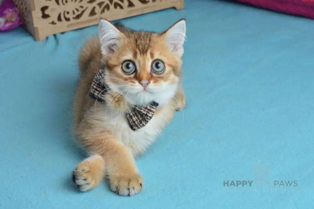 Ginger British Shorthair male black golden shaded live animals