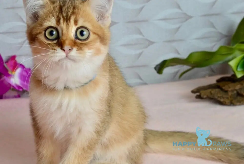 Ginger British Shorthair male black golden shaded live animals