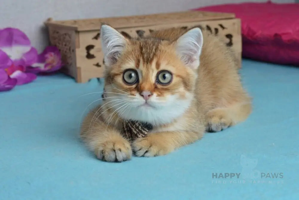 Ginger British Shorthair male black golden shaded live animals