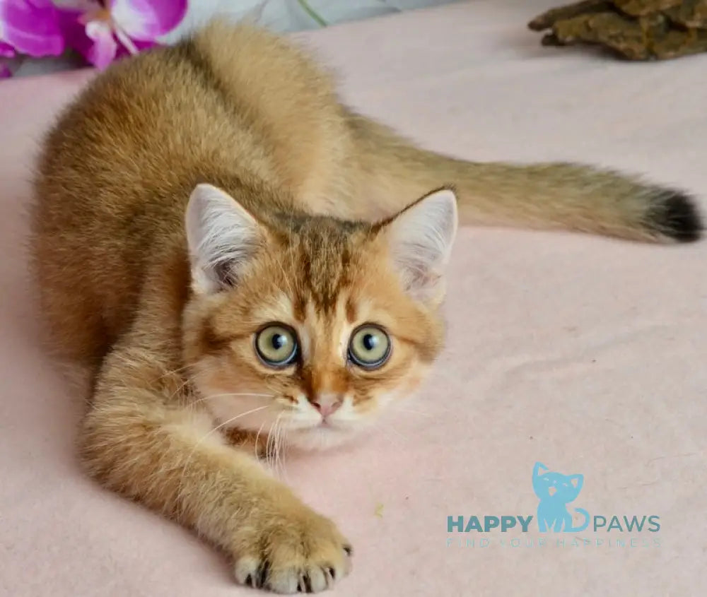 Ginger British Shorthair male black golden shaded live animals