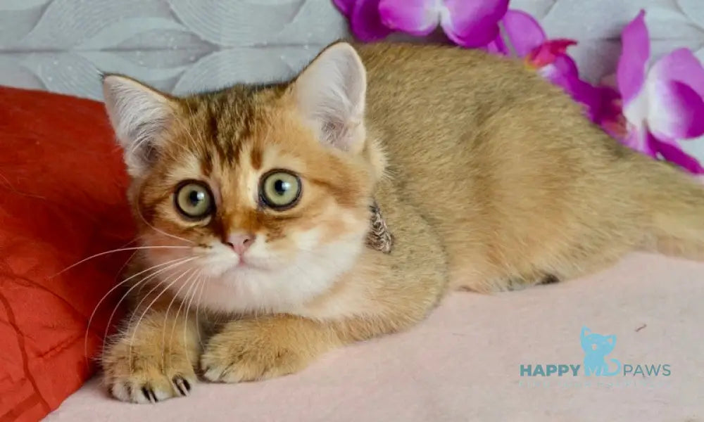Ginger British Shorthair male black golden shaded live animals