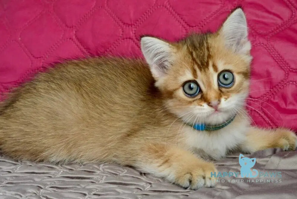 Ginger British Shorthair male black golden shaded live animals