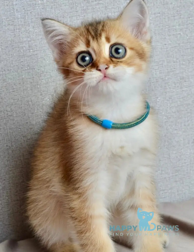 Ginger British Shorthair male black golden shaded live animals