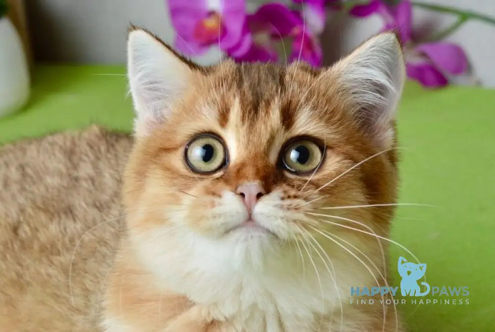 Ginger British Shorthair male black golden shaded live animals