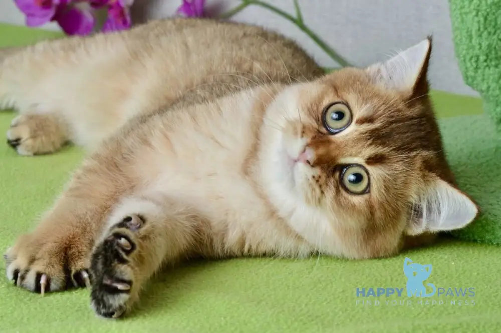 Ginger British Shorthair male black golden shaded live animals