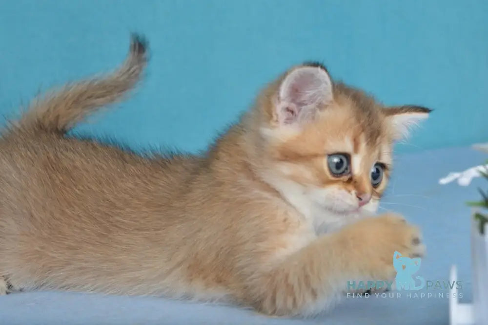 Ginger British Shorthair female black golden shaded live animals