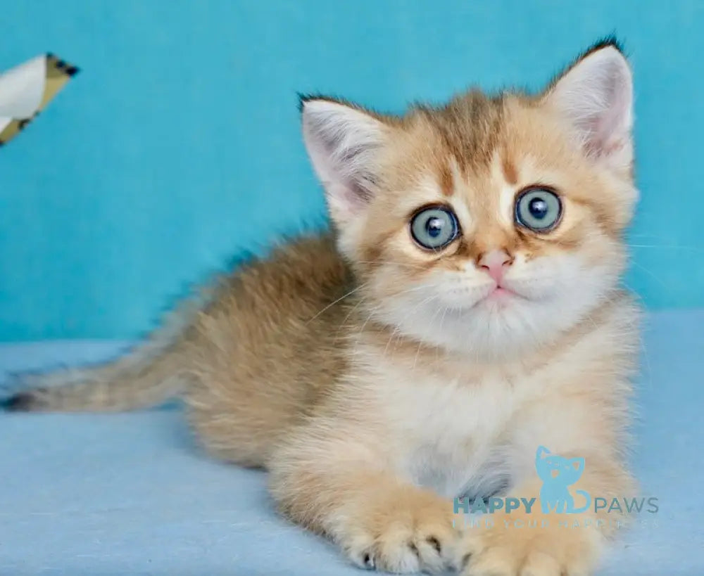 Ginger British Shorthair female black golden shaded live animals