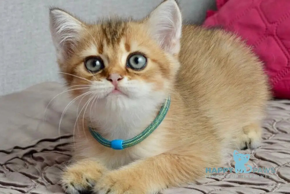 Ginger British Shorthair male black golden shaded live animals