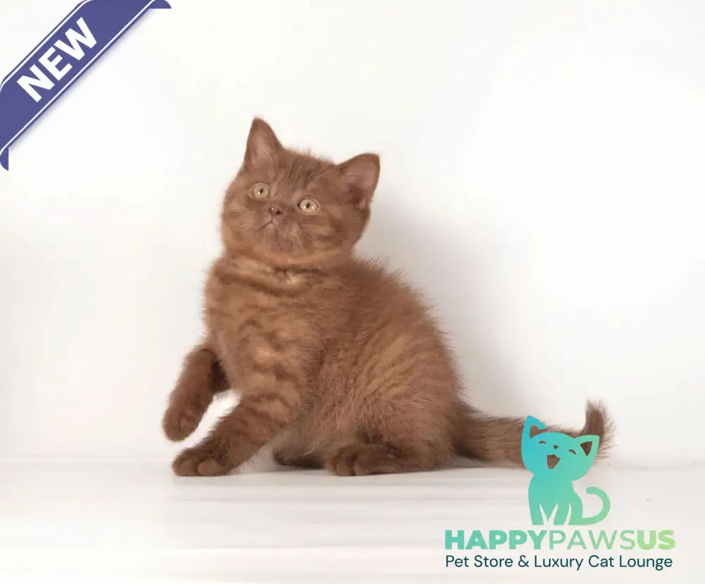 Ginger British Shorthair male chocolate - live animals
