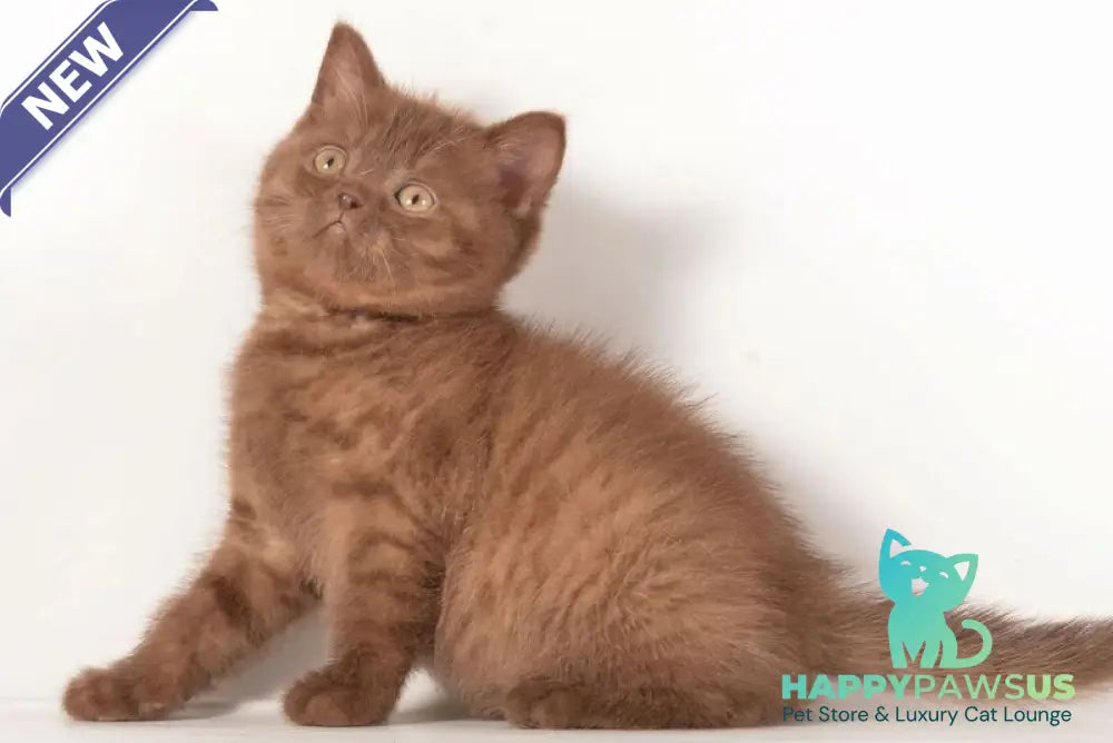 Ginger British Shorthair male chocolate - live animals