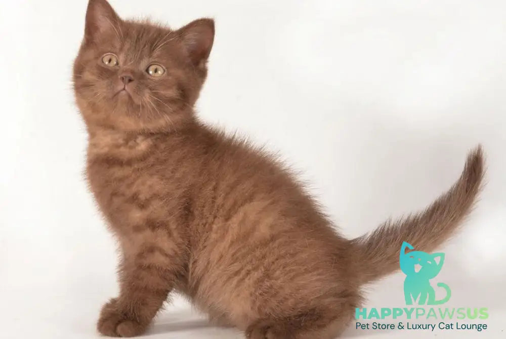 Ginger British Shorthair male chocolate - live animals