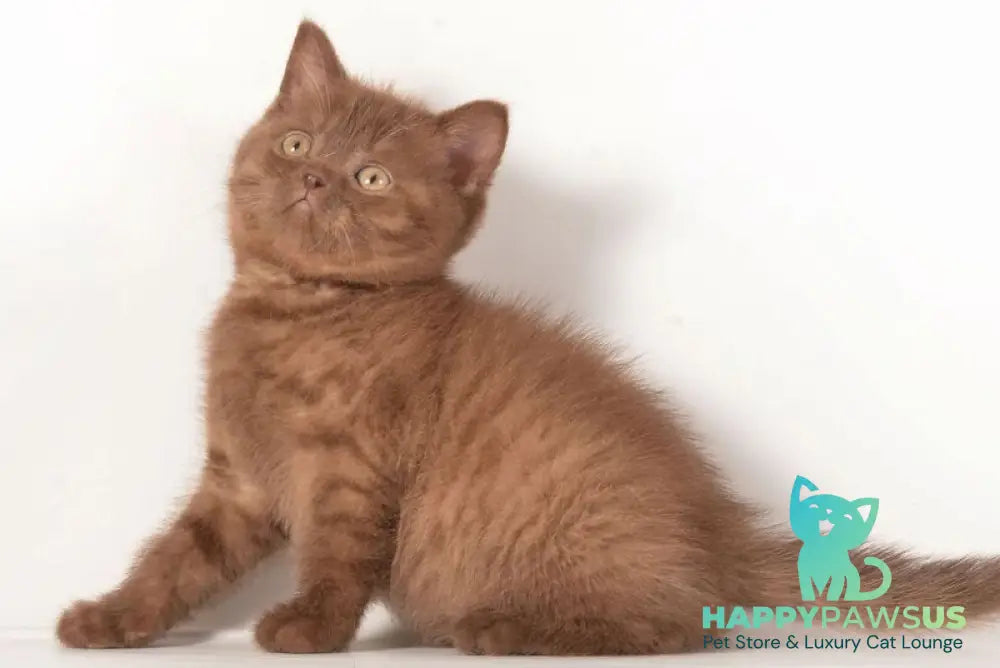 Ginger British Shorthair male chocolate - live animals